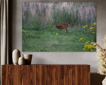roe deer by Maaike Krimpenfort