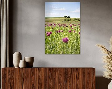 Poppy field in nature by Fotos by Jan Wehnert