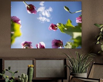 Paarse klaproos, klaproos bloem, Naur en bloesem van Fotos by Jan Wehnert