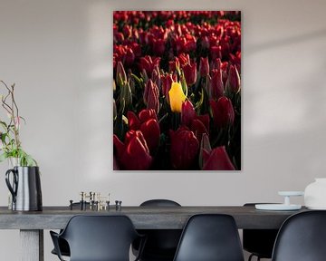 Special Tulip by Marcel Kool