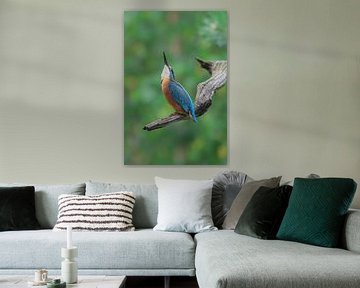 Ijsvogel van Karin van Rooijen Fotografie