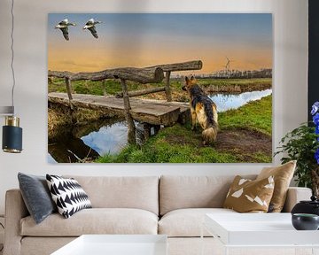 Landschap tijdens zonsondergang met langharige Duitse herderstam brd en overvliegende grauwe ganzen  van Henk van den Brink
