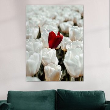 White tulip field