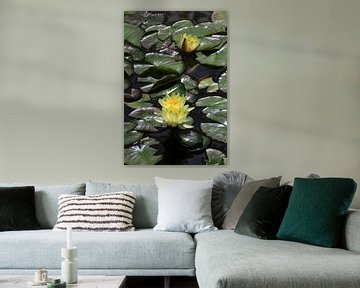 Gele waterlelies in bloei van Thomas Jäger