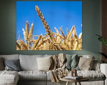 Corn stalks against a blue sky by Menno van der Haven