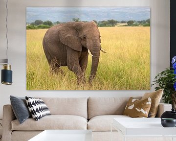 Éléphant d'Afrique (Loxodonta africana) sur Alexander Ludwig