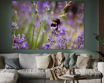 Die Bienenkönigin im Lavendel Feld