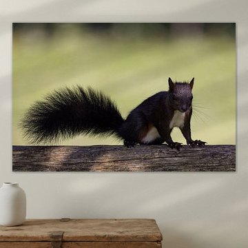 Eichhörnchen (Oachkatzl)