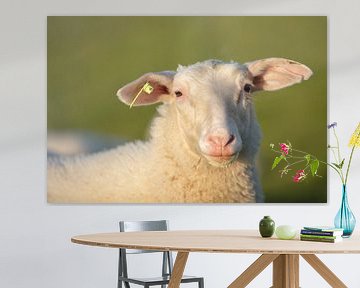 Schafe in Zeeland von anne droogsma