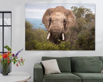 Elefant von Ilona Duba