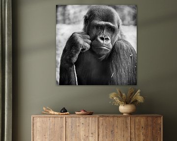 Gorilla van Rob Boon