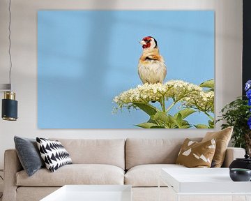 Goldfinch on the elderberry by Roosmarijn Bruijns