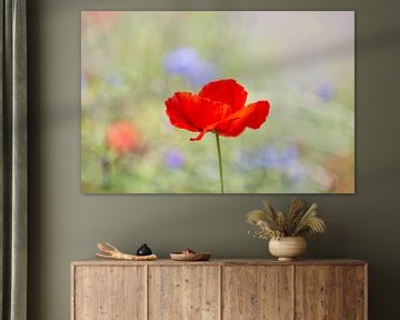 Coquelicot dans un champ de fleurs sauvages sur Evelien Oerlemans