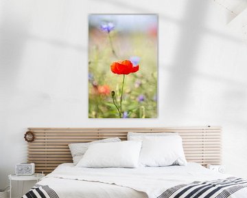 Poppy in a field of wildflowers 2 by Evelien Oerlemans