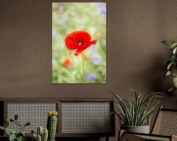 Coquelicot dans un champ de fleurs sauvages 3 sur Evelien Oerlemans