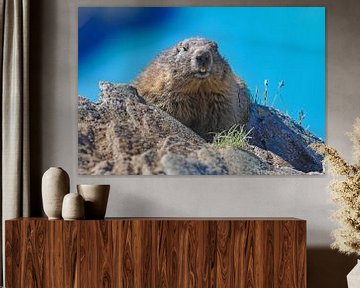 Een marmot in de Hohe Tauern toont geen schuwheid voor de camera.
