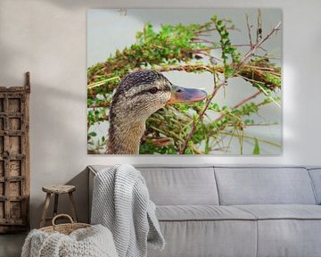 Glimlach van Markus Hohenauer