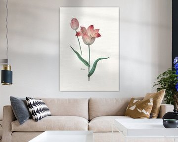 Tulipa II van Walljar