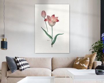 Tulipa II sur Walljar