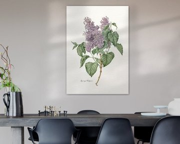 Syringa Vulgaris sur Walljar