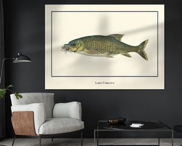 Labeo Umbratus