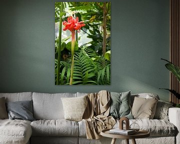 Tropical flower in garden by StudioMaria.nl