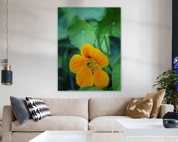 Oranje bloem Nasturtium