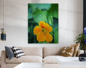 Nasturtium by Anouk Beunen