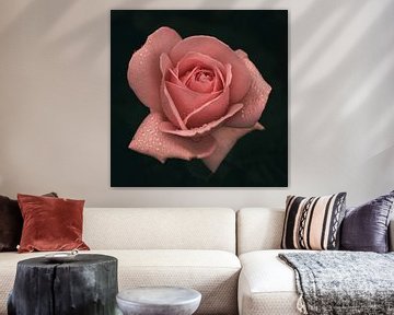 Roze roos met druppels van Saskia Schotanus