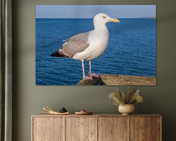 Möwe auf der Seebrücke von Prerow (Darß/Ostsee) von t.ART