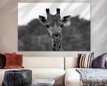 Giraffe in zwart/wit van Dustin Musch