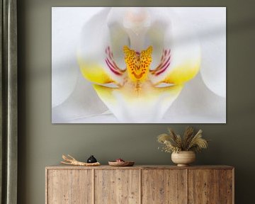 Witte orchidee van Bas Alstadt Fotografie