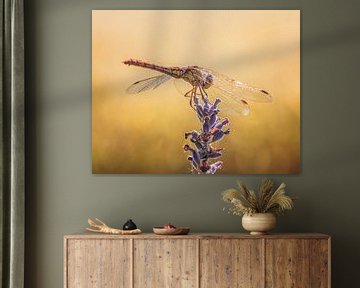 Heckenlibelle auf Lavendel von natascha verbij
