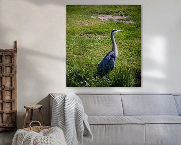 Heron by joost bosmans