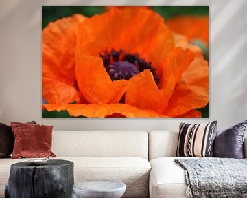 Papaver van Jose Vink