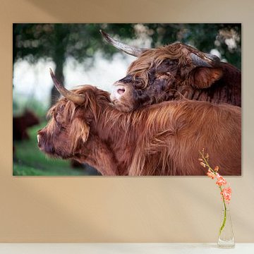 Schottischer Highlander-Bulle beim Flirten mit einer Kuh