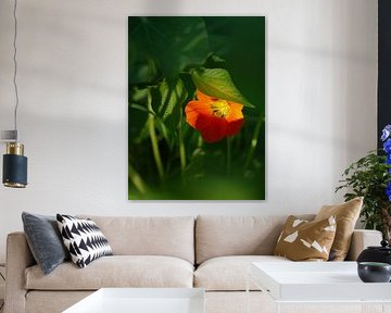 Verscholen bloem