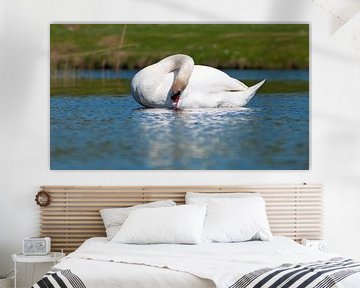 Cleaning Swan by Bob de Bruin
