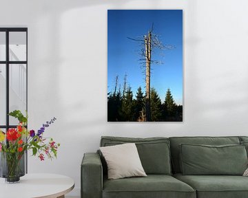 Dode bomen in een bos aan de voet van de Brocken bij Schierke in het Harz Nationaal Park