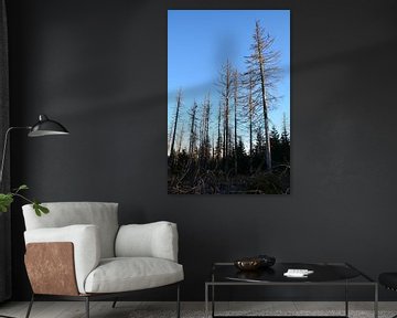 Dode bomen in een bos aan de voet van de Brocken bij Schierke in het Harz Nationaal Park van Heiko Kueverling