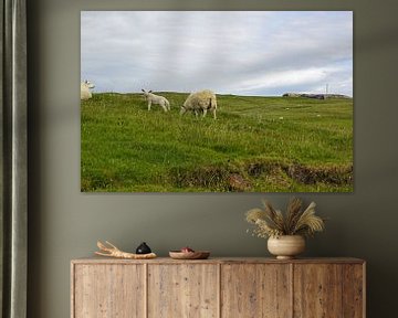 schapen in scotland van Babetts Bildergalerie
