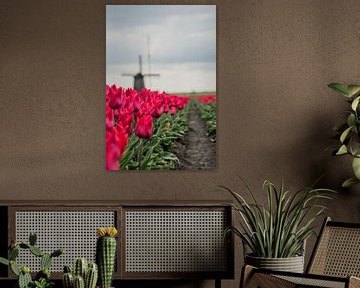 Rode Tulpen van Stephan Scheffer