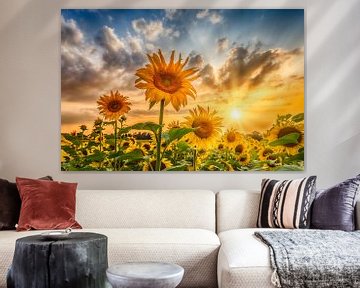 Champ de tournesols au coucher du soleil sur Melanie Viola