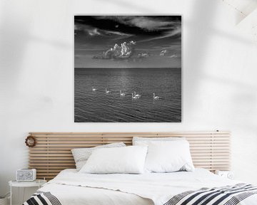 Cygnes en noir et blanc par une journée d'été dans l'IJsselmeer sur Harrie Muis