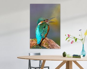 Kingfisher centrale européenne van Ursula Di Chito