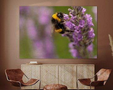 Bumblebee in the lavender by Silvia Groenendijk