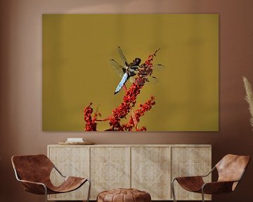 Dragonfly