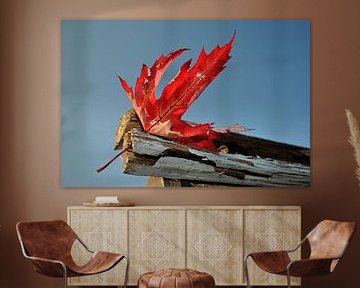 rotes Herbstblatt