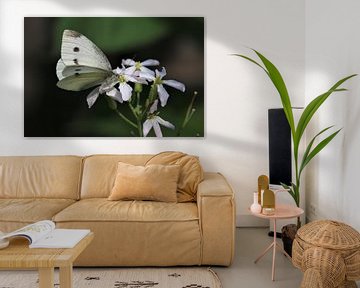 Witte vlinder van Paul Franke