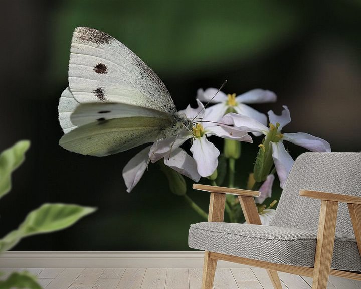 Sfeerimpressie behang: Witte vlinder van Paul Franke